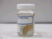 藏品(鬚棘吻魚)的圖片